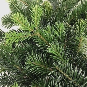 10 x Fresh Spruce Wreath 10 Inch