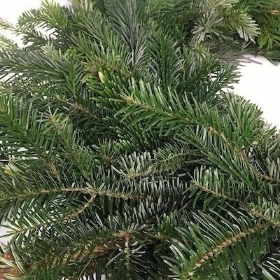 10 x Fresh Spruce Wreath 12 Inch