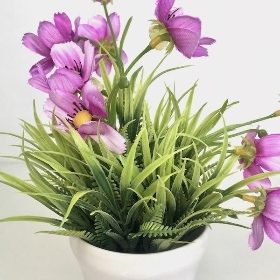 Lilac Cosmos In White Pot 26cm