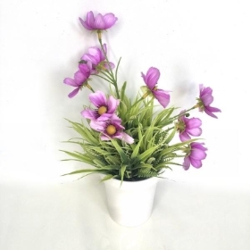 Lilac Cosmos In White Pot 26cm