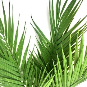 Green Palm Branch 62cm