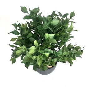 Potted Ruscus 32cm