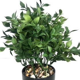 Potted Ruscus 32cm