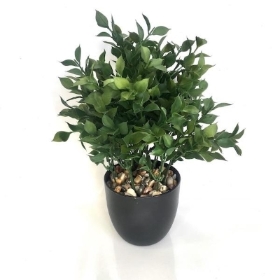 Potted Ruscus 32cm