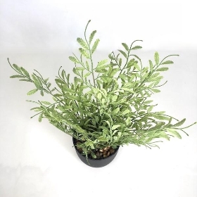 Potted Plum Pine 35cm