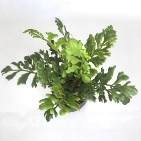 Potted Mother Fern 36cm