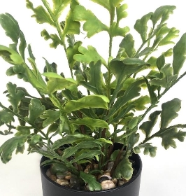 Potted Mother Fern 36cm