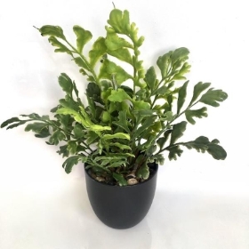 Potted Mother Fern 36cm