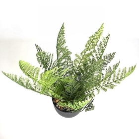 Potted Maidenhair Fern 33cm