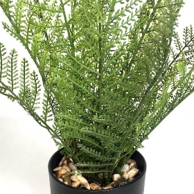 Potted Maidenhair Fern 33cm