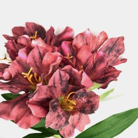 Burgundy Alstromeria 60cm