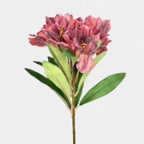 Burgundy Alstromeria 60cm