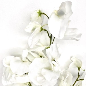 White Sweetpea 73cm