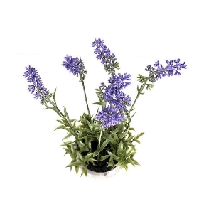 Lavender Plant in Stone Pot 30cm