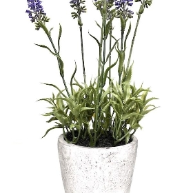 Lavender Plant in Stone Pot 30cm