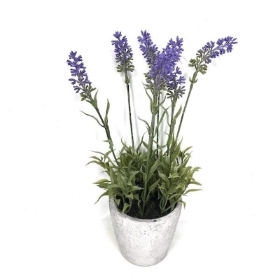 Lavender Plant in Stone Pot 30cm