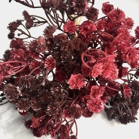 Burgundy Gyp Bundle 34cm