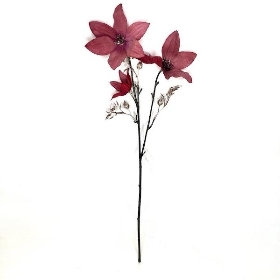 Claret Spray Clematis 63cm