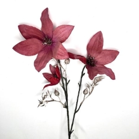 Claret Spray Clematis 63cm