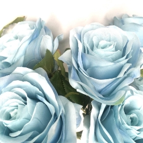 Antique Blue Rose Bush 40cm