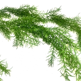 Trailing Asparagus Fern 100cm