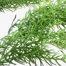 Trailing Asparagus Fern 100cm