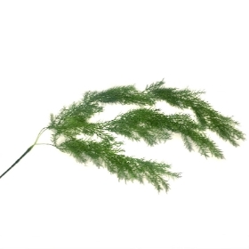 Trailing Asparagus Fern 100cm