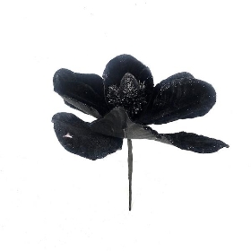 Black Velvet Magnolia 23cm