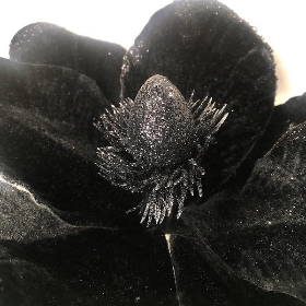 Black Velvet Magnolia 23cm