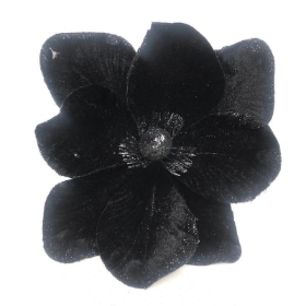 Black Velvet Magnolia 23cm