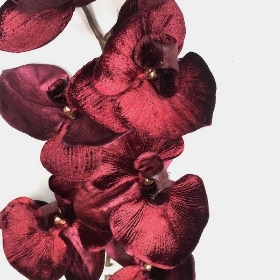 Maroon Luxury Phalaenopsis 76cm