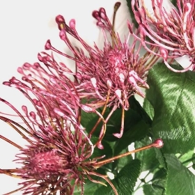 Dusky Chrysanthemum Bush 40cm