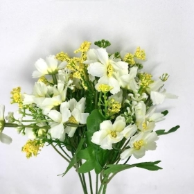 White Mixed Daisy Bush 30cm