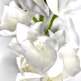 White Cymbidium Orchid 97cm