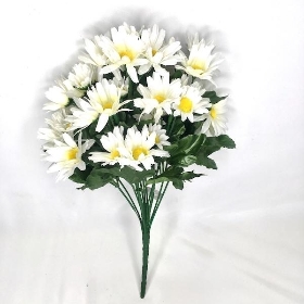 White Daisy Bush 37cm