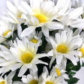 White Daisy Bush 37cm