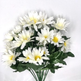 White Daisy Bush 37cm