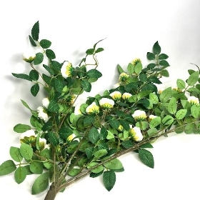 Ivory Trailing Rose Bush 85cm