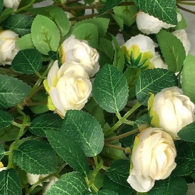 Ivory Trailing Rose Bush 85cm