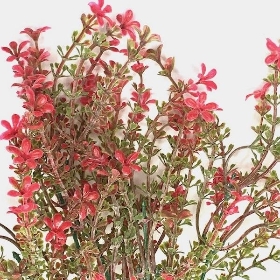 Red Flowering Heather Bush 35cm