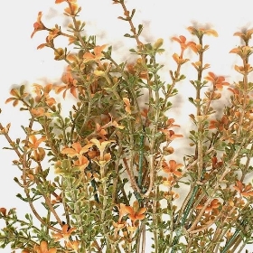 Orange Flowering Heather Bush 35cm