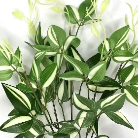 Light Green Variegated Foliage Bush 35cm