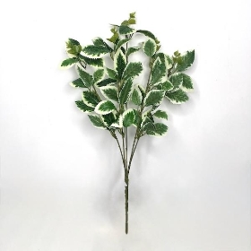 Dark Green Variegated Foliage Bush 35cm