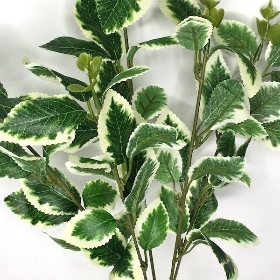 Dark Green Variegated Foliage Bush 35cm