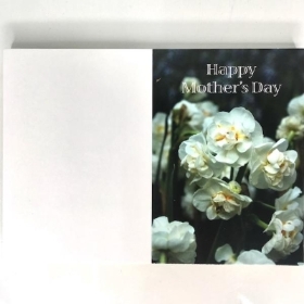 White Narcissus Folding Card x 25