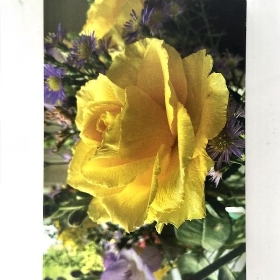 Yellow Rose Folding Card x 25