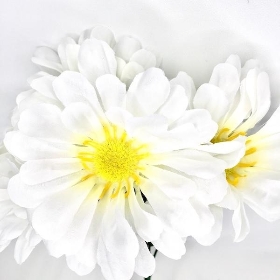 White Zinnia Bush 34cm