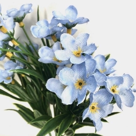 Blue Forget Me Not Bush 32cm