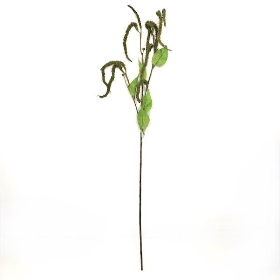 Green Catkin 86cm