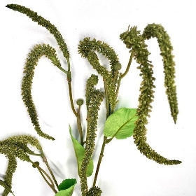 Green Catkin 86cm